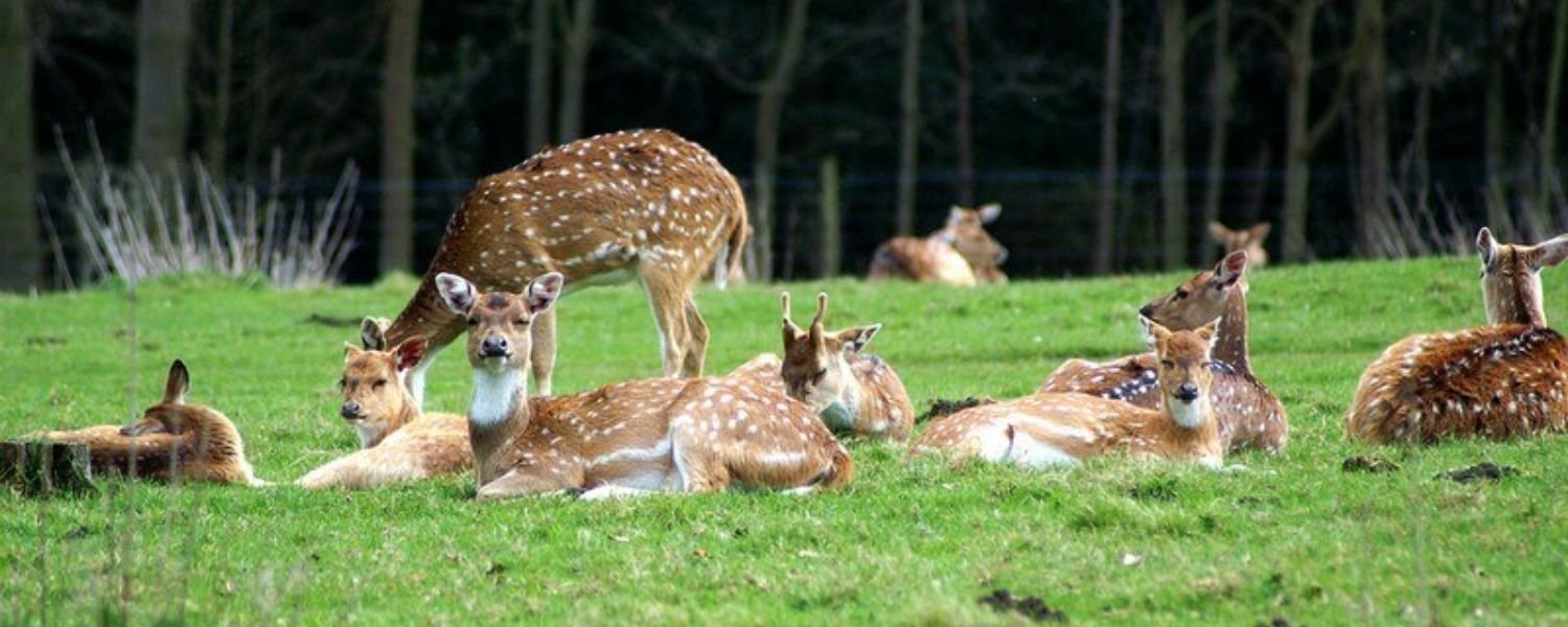 deers in Malsi Deer Park