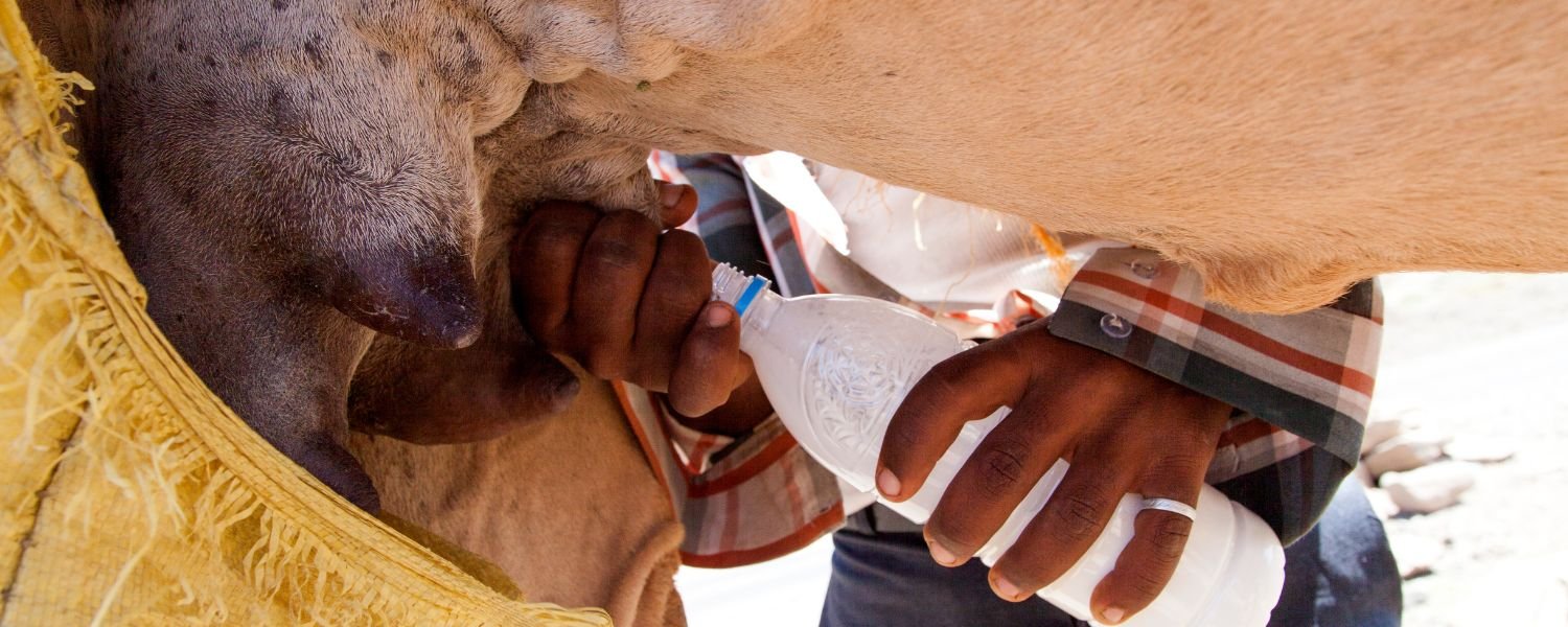 Animal Trials_In Vitro Studies