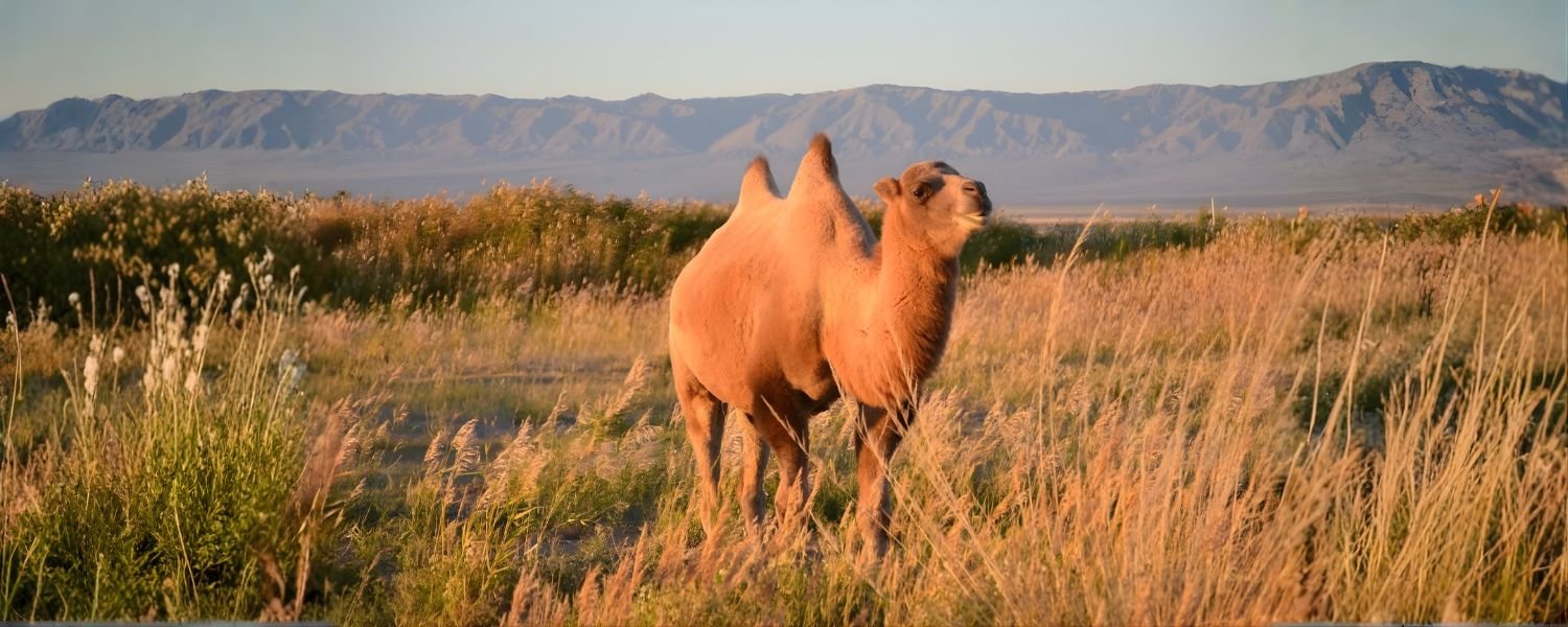 Bactrian (two-humped)