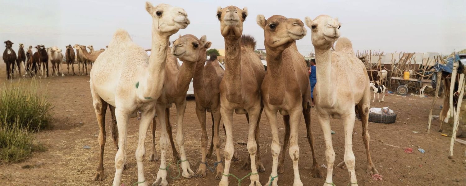 Camel Breeds Used