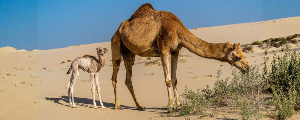 Camel Milk Production