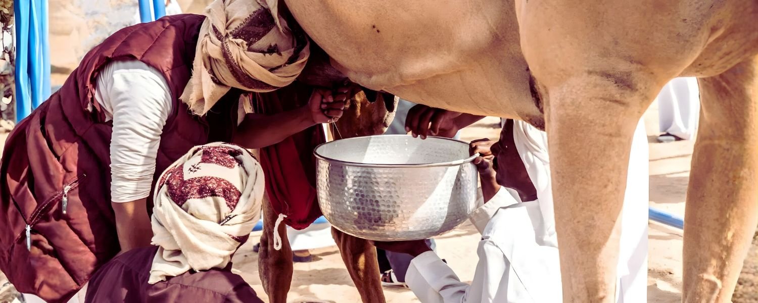 Composition of Camel Milk