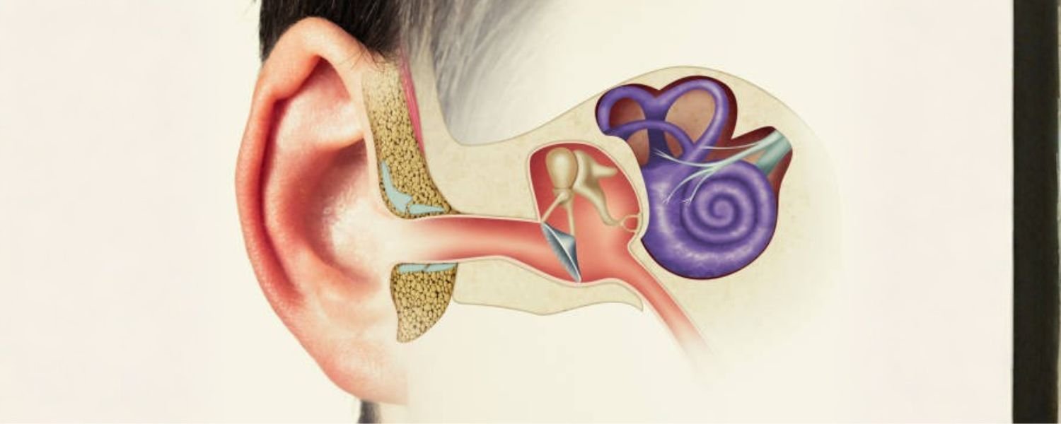 Definition of Stapes