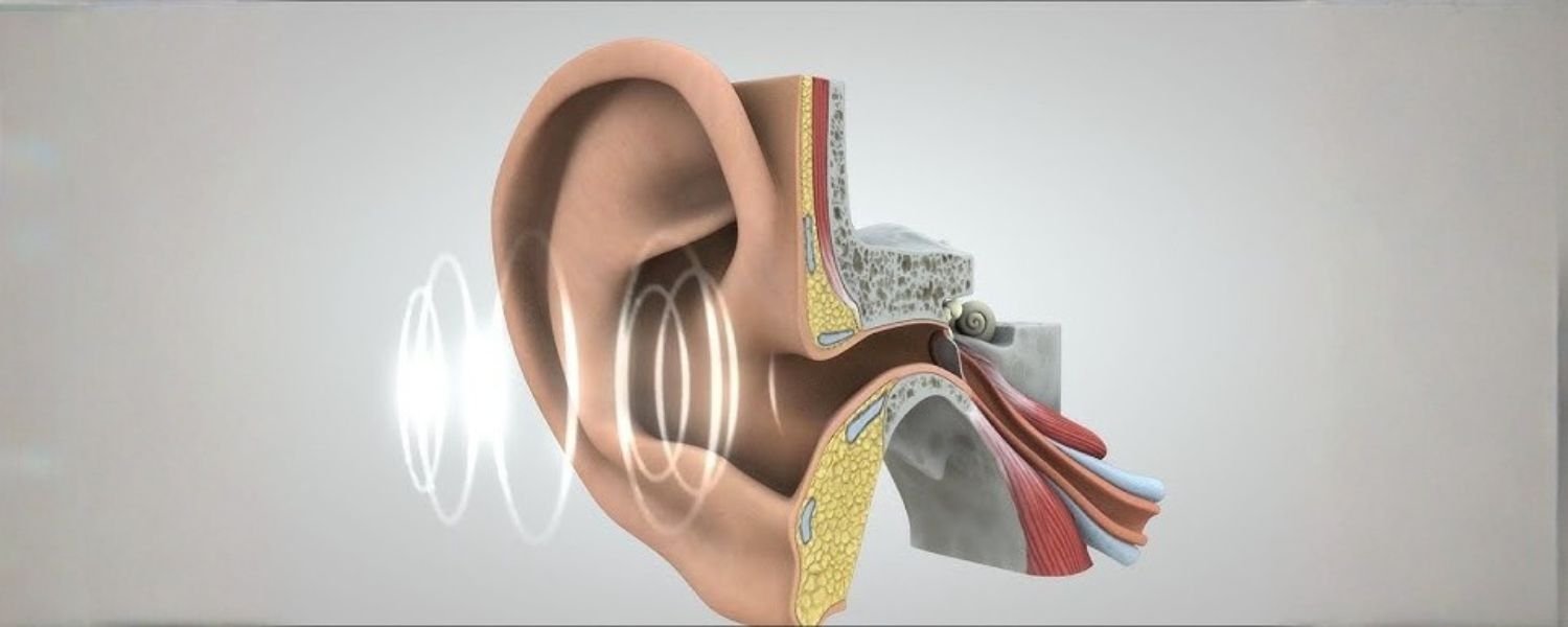 Fascinating Facts about the Stapes and Ear