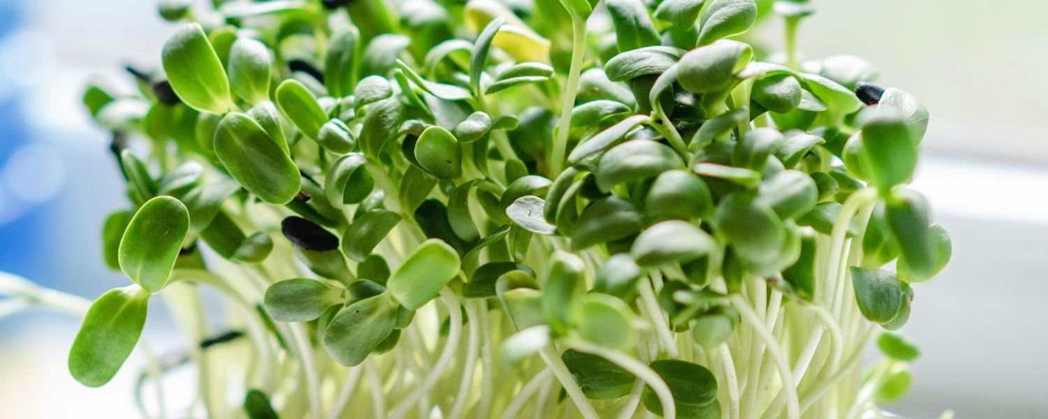 Important Source of Plant-Based Nutrients