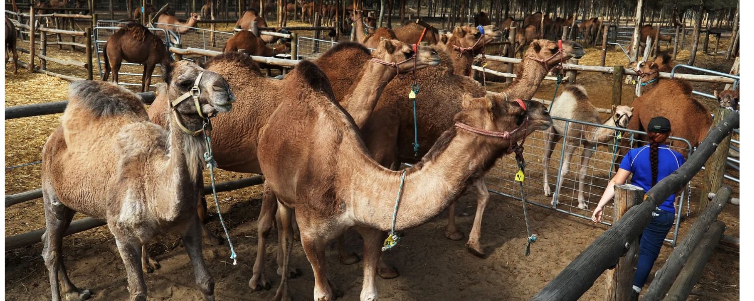 Medicinal Properties of Camel Milk