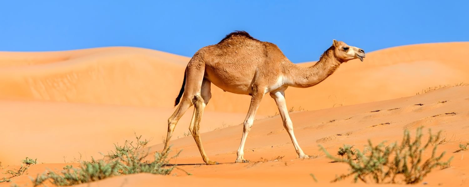 Physical Properties of Camel Milk