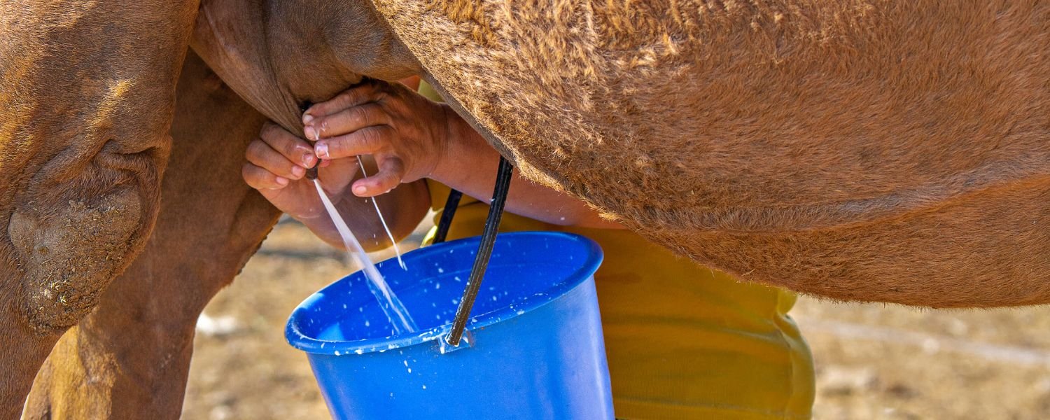 Potential Health Benefits of Camel Milk
