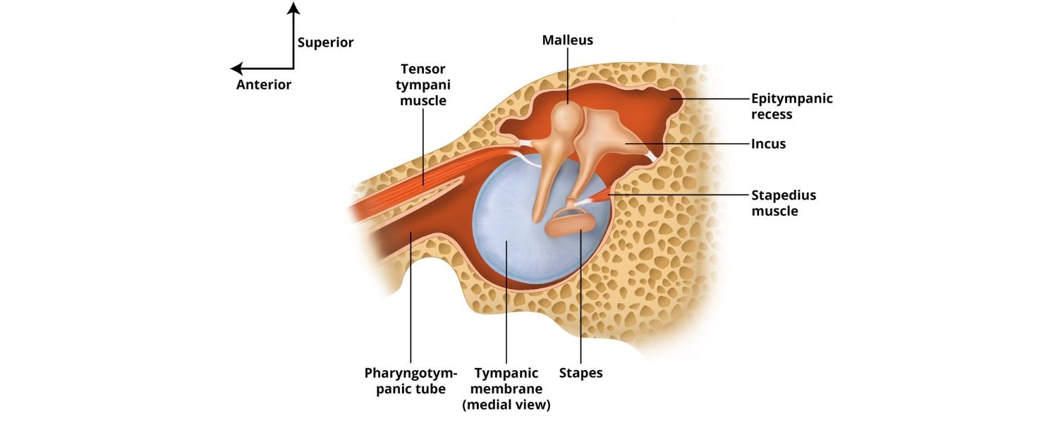Stapedius Muscle Dysfunction