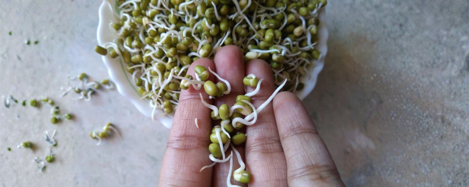 Varieties of Bean Sprouts