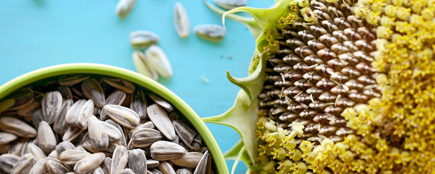 Benefits of Sunflower Seeds through eating for Hair Growth