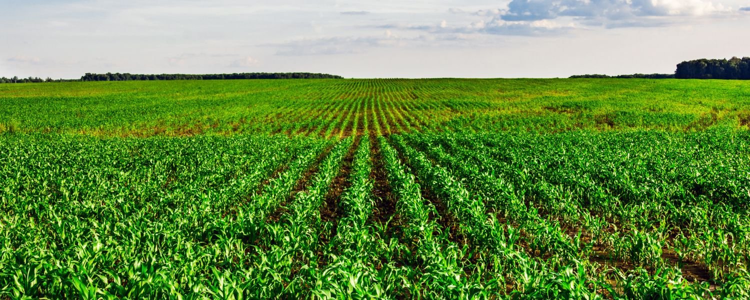 Promoting Cultivation of Protein-Rich Crops