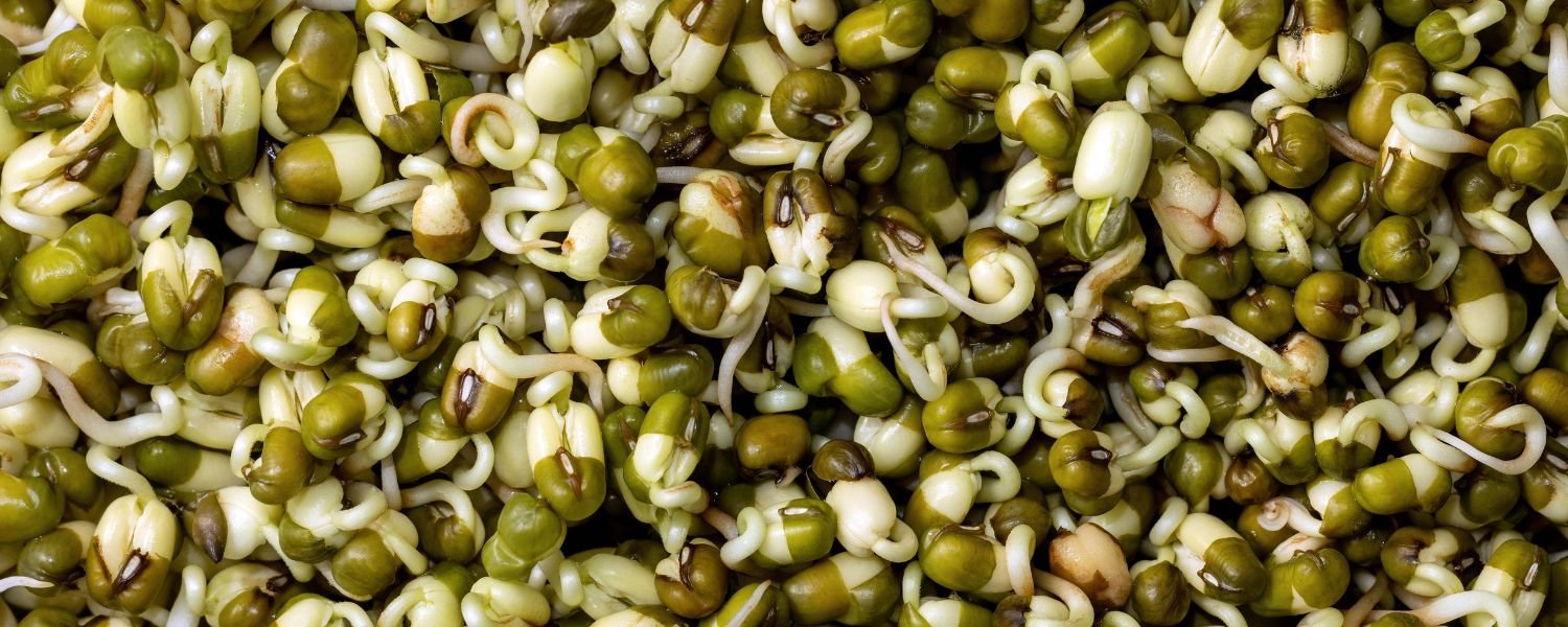 Promoting the use of sprouted pulses and fermented foods