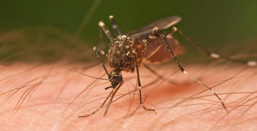 Chandipura Virus Infection