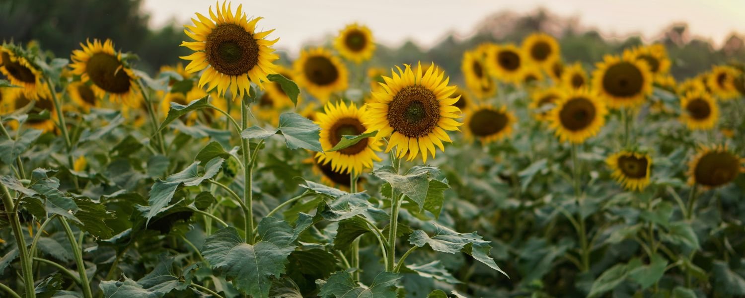Sunflower Seeds Nutritional Value