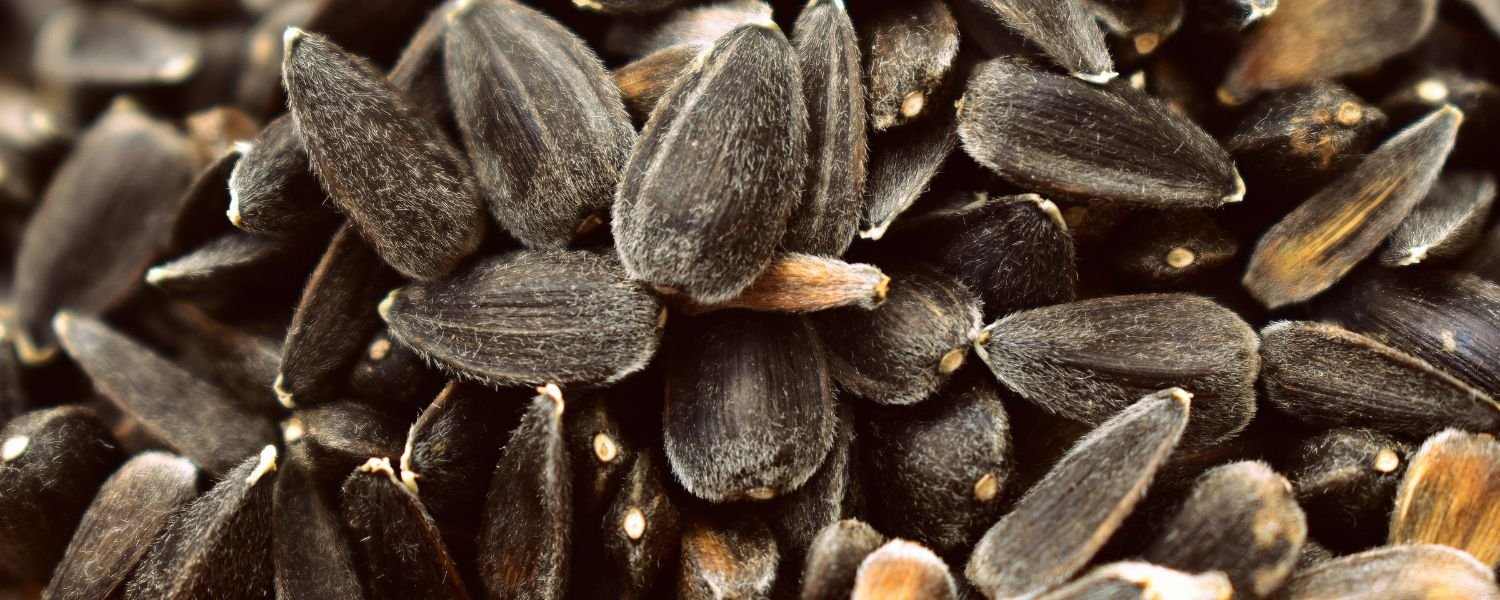 Types of Sunflower Seeds