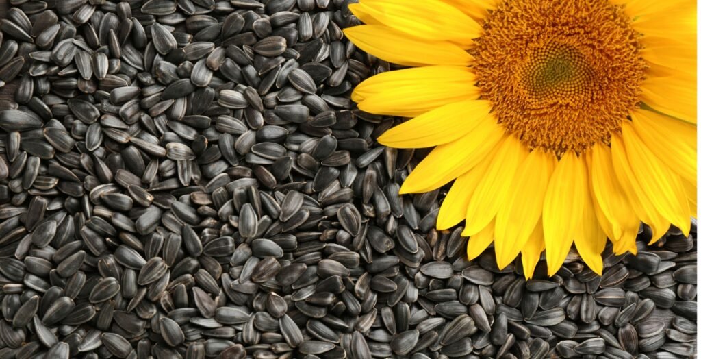 Sunflower Seeds