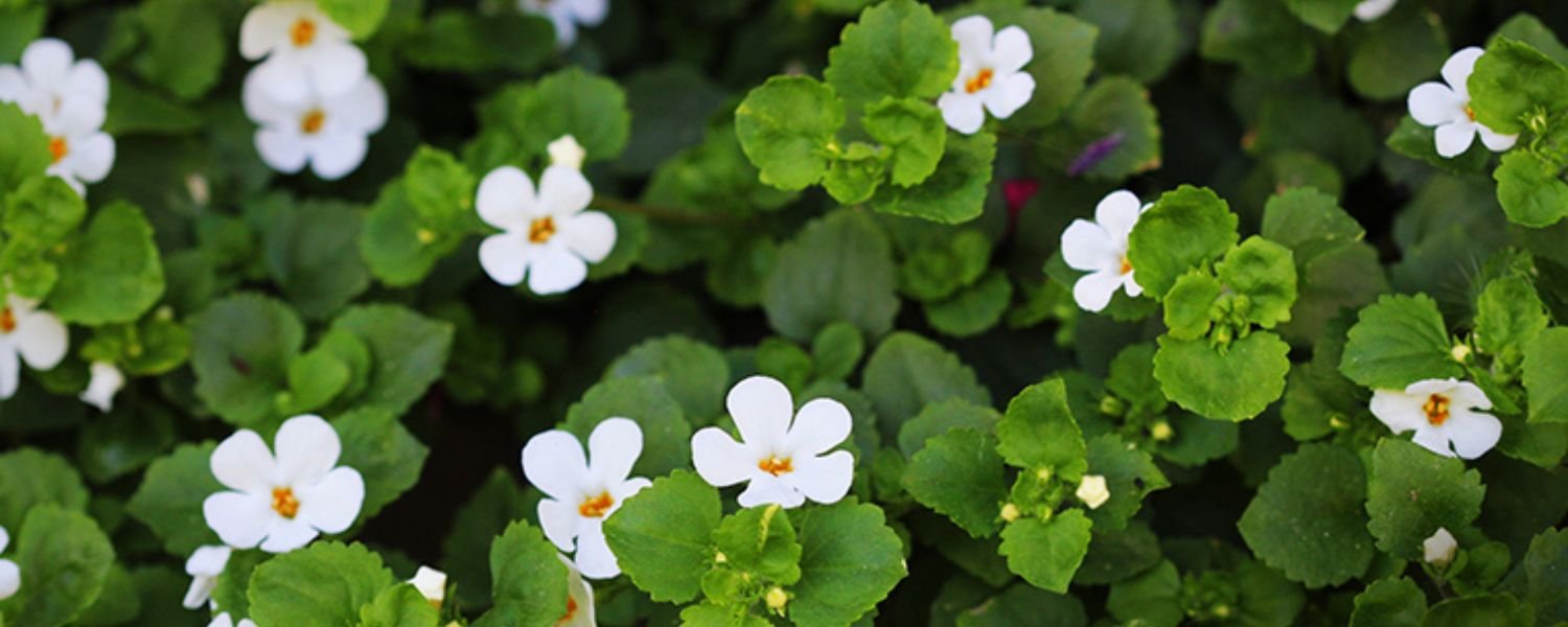 Nutritional Benefits of Brahmi