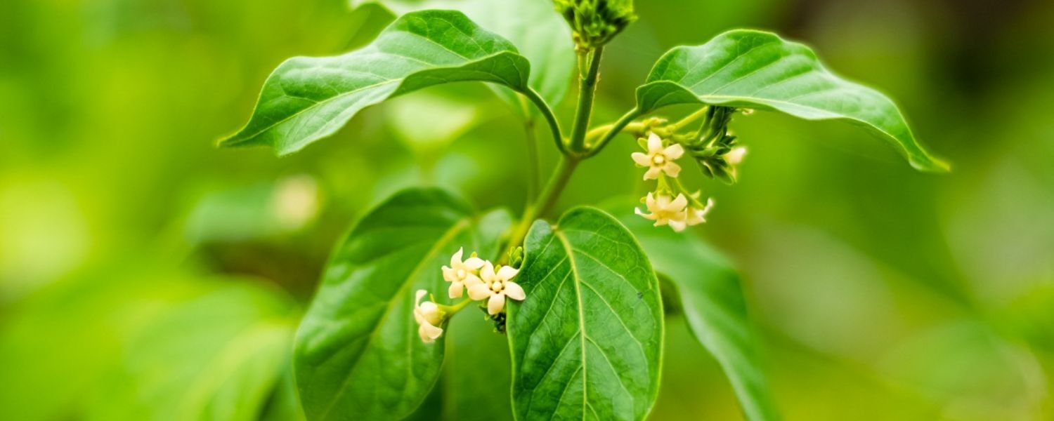 Supports liver health, Protects liver cells, Antioxidant effect Helps detoxification, May reduce liver damage