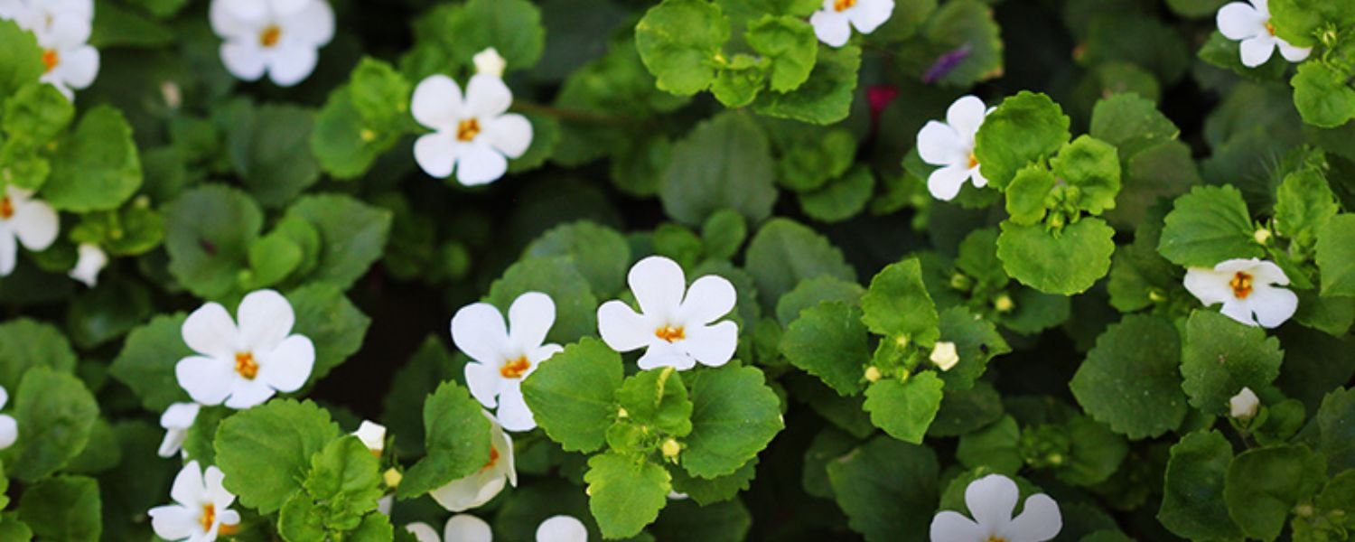 Decoction, Syrup, Tonic, Paste' Oil (Brahmi oil)