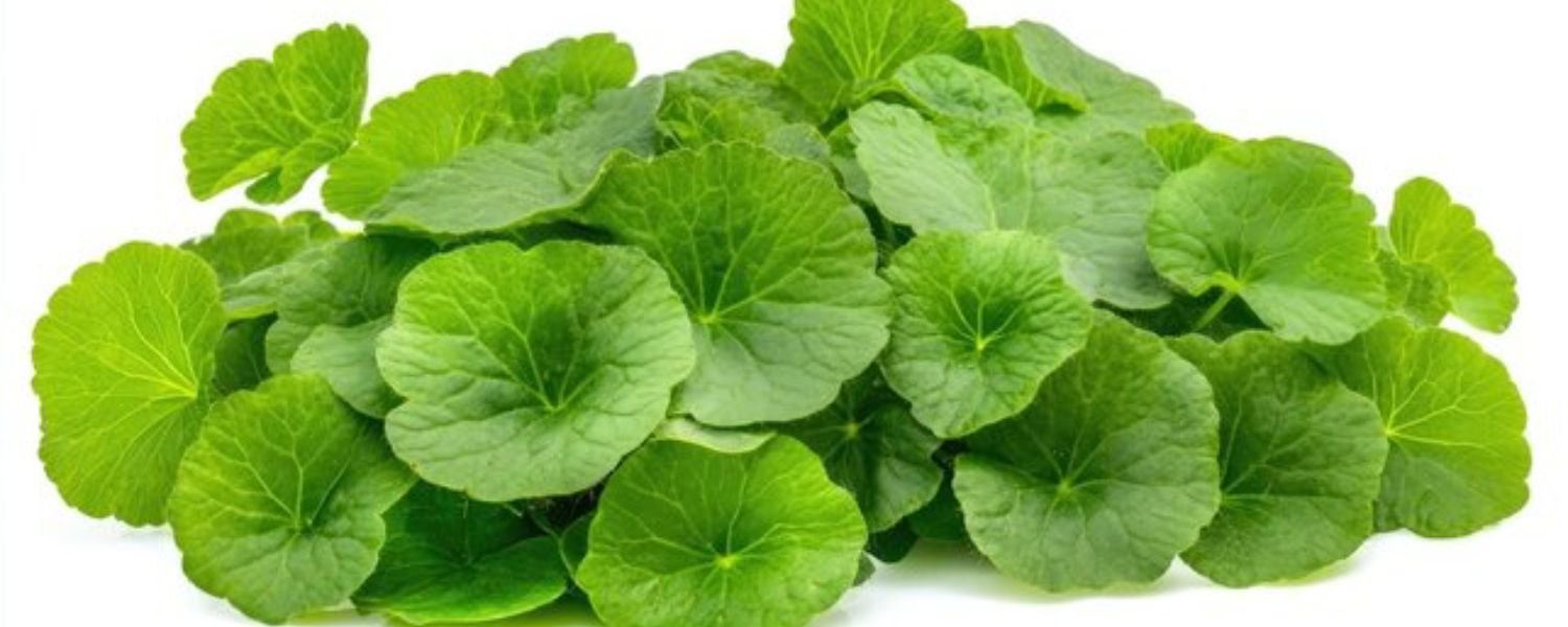 Memory booster,Improves concentration, Reduces stress, Antioxidant, Supports brain health