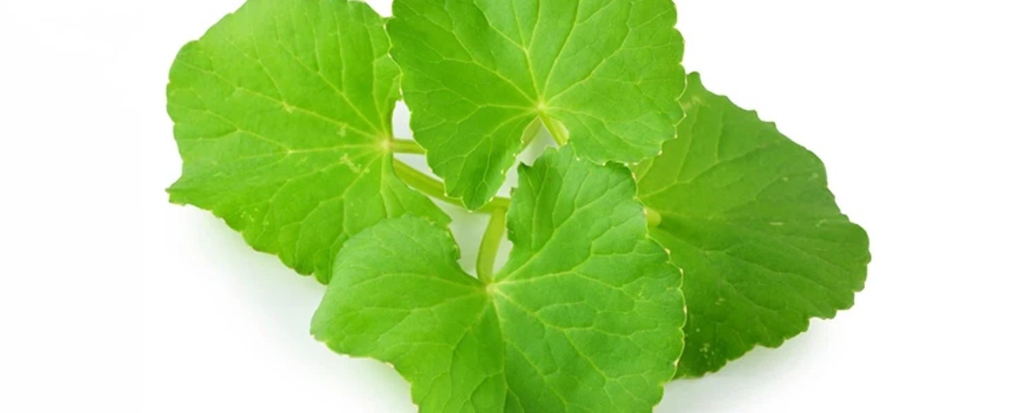 How Vitalife Brain Health Boosts Mental Clarity and Cognitive Function